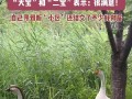 网红大鹅,从田间到网络，一只鹅的传奇之旅
